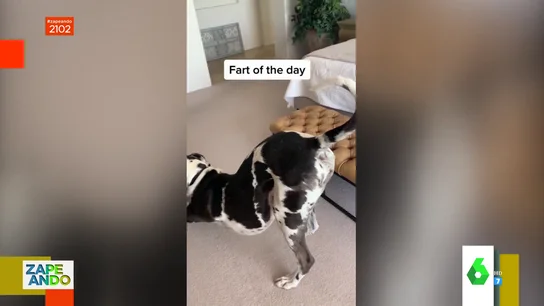 perro perro