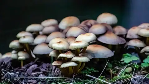 Setas Hongos