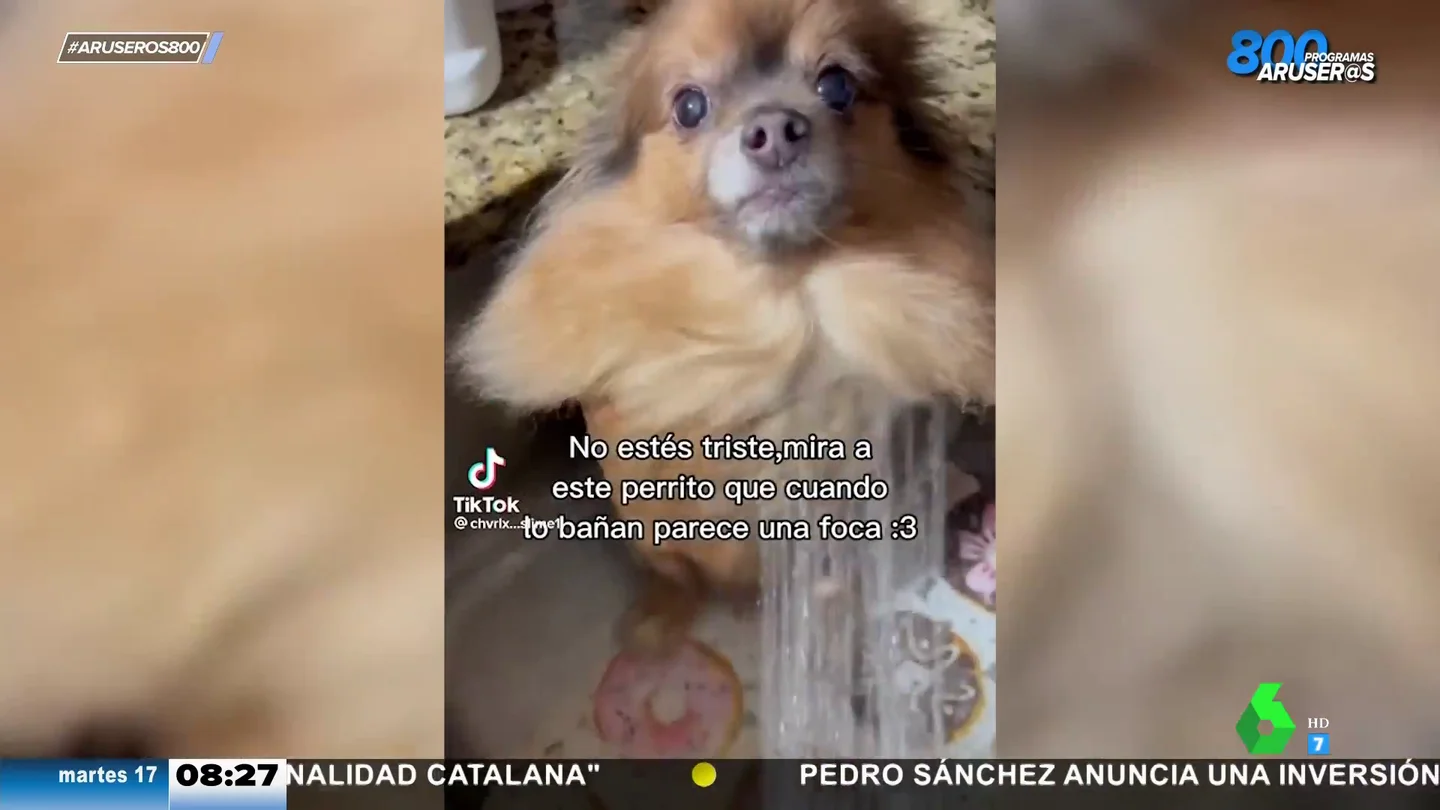 Perro foca Perro foca