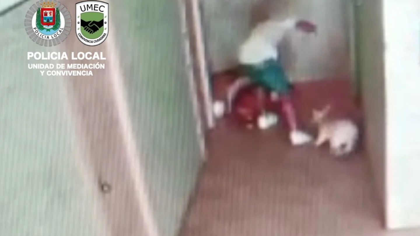 Detenido un joven por maltratar a patadas y puñetazos a sus tres perros en Canarias Detenido un joven por maltratar a patadas y puñetazos a sus tres perros en Canarias