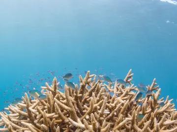 Coral Coral