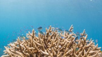 Coral