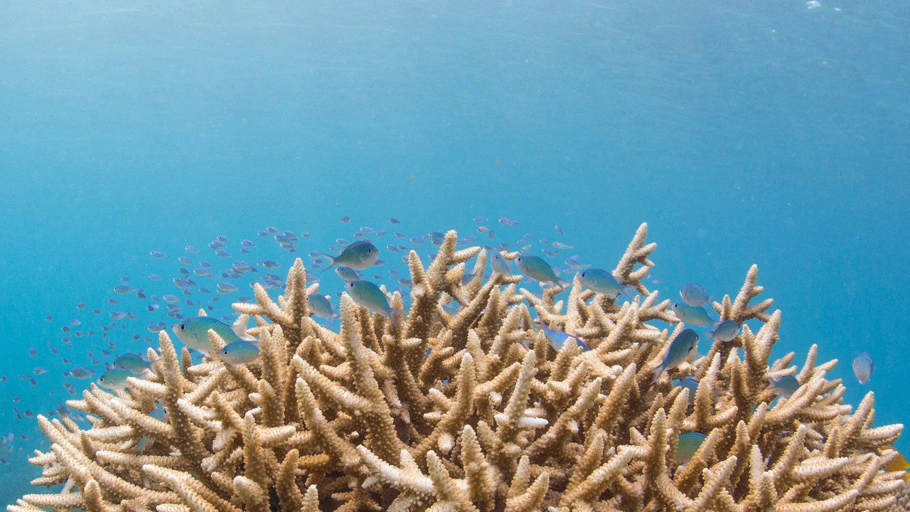 Por qué el calentamiento del Mediterráneo preocupa tanto a los científicos