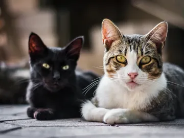 Gatos Gatos