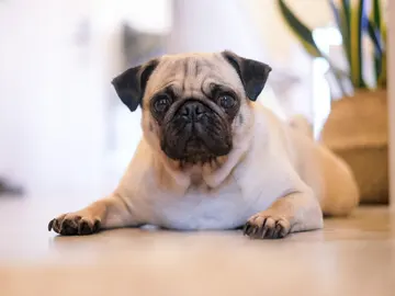 Perro pug Perro pug