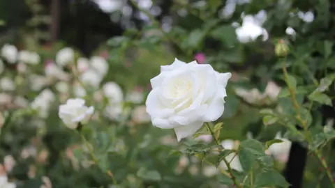 foto de archivo una rosa foto de archivo una rosa