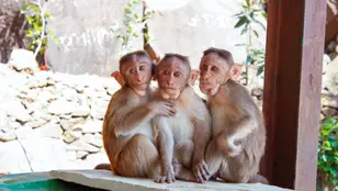 Fotografía de archivo de varios monos.