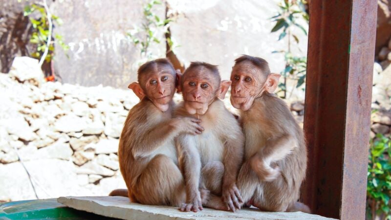 Fotografía de archivo de varios monos.