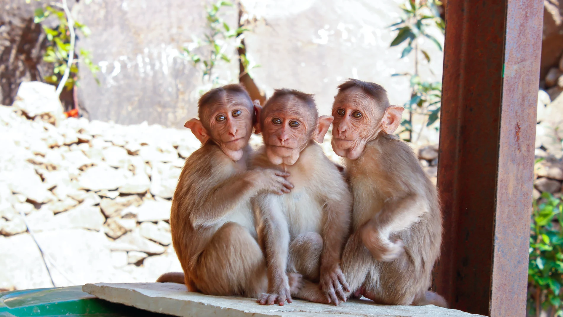Viruela del mono: qué es, cómo se transmite y cuáles son los síntomas