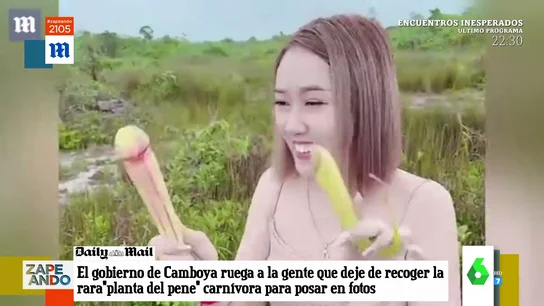 planta planta