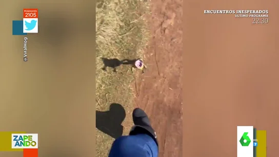 sapo sapo