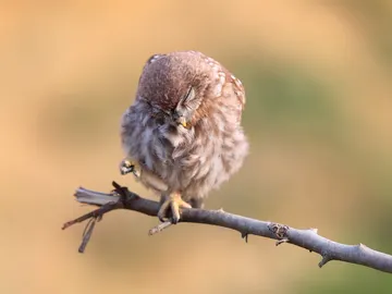 Pájaro durmiendo Pájaro durmiendo