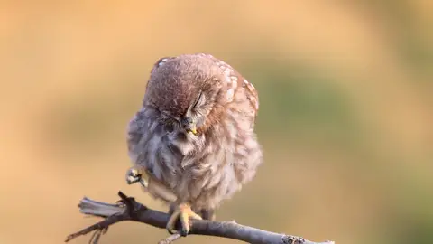 Pájaro durmiendo Pájaro durmiendo