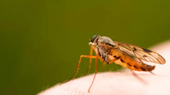 Picadura de mosquito Picadura de mosquito