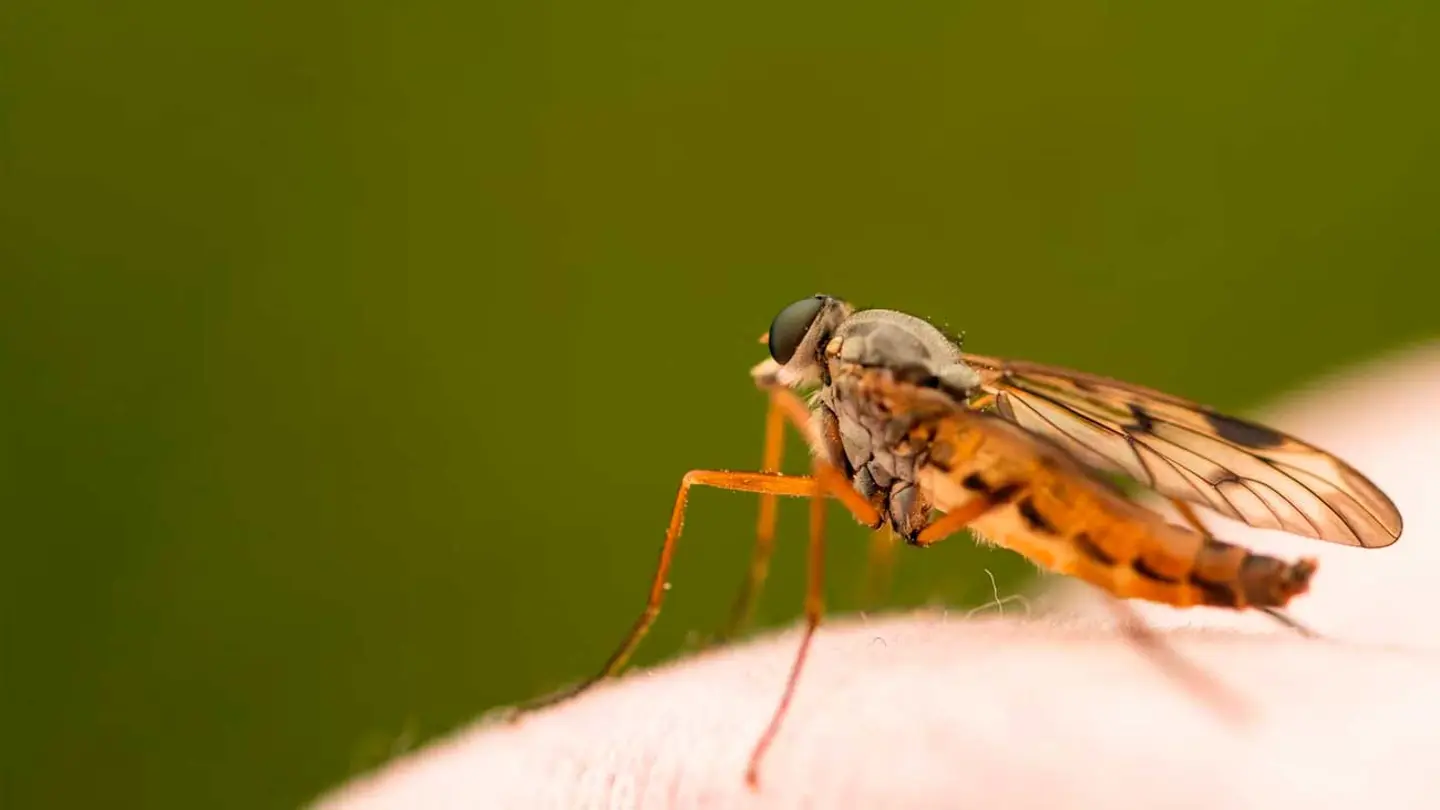 Picadura de mosquito Picadura de mosquito