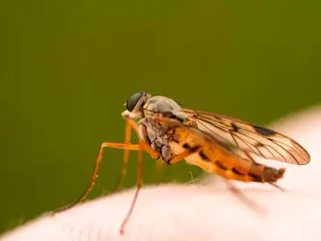 Picadura de mosquito Picadura de mosquito