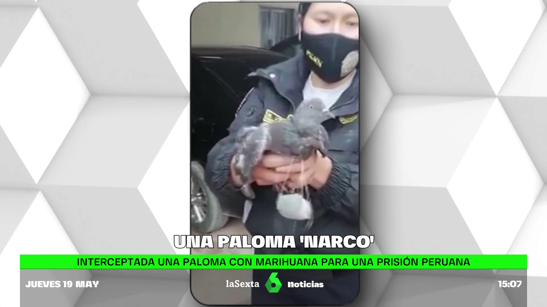 Una paloma 'narco'