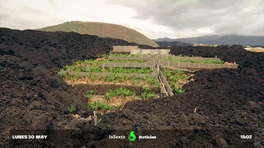 platano canarias platano canarias