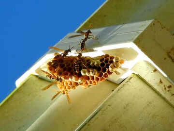 Imagen de archivo de abejas