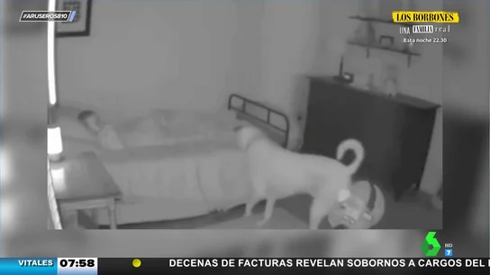perro perro