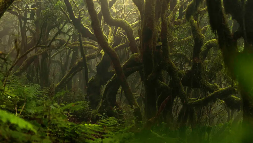 Bosque de laurisilva en las Islas Canarias