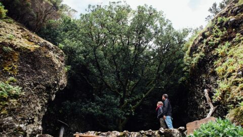 Centro de Interpretación del Árbol Garoé.