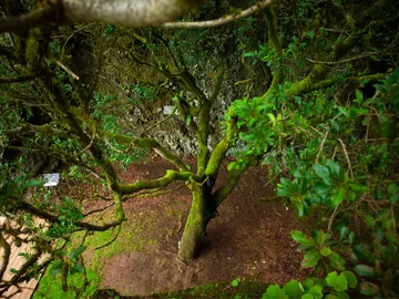 El Árbol Garoé que salvó a todo un pueblo. El Árbol Garoé que salvó a todo un pueblo.