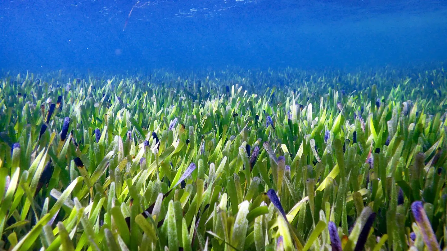 Descubren en Australia la planta más grande del mundo: "Nos dejó boquiabiertos" Cerca de la costa