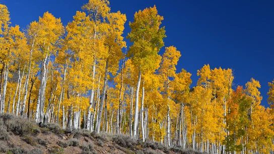 La Colonia Pando, en el estado de Utah (EEUU). Cerca de la costa australiana