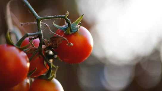 Cuándo plantar tomates Cuándo plantar tomates