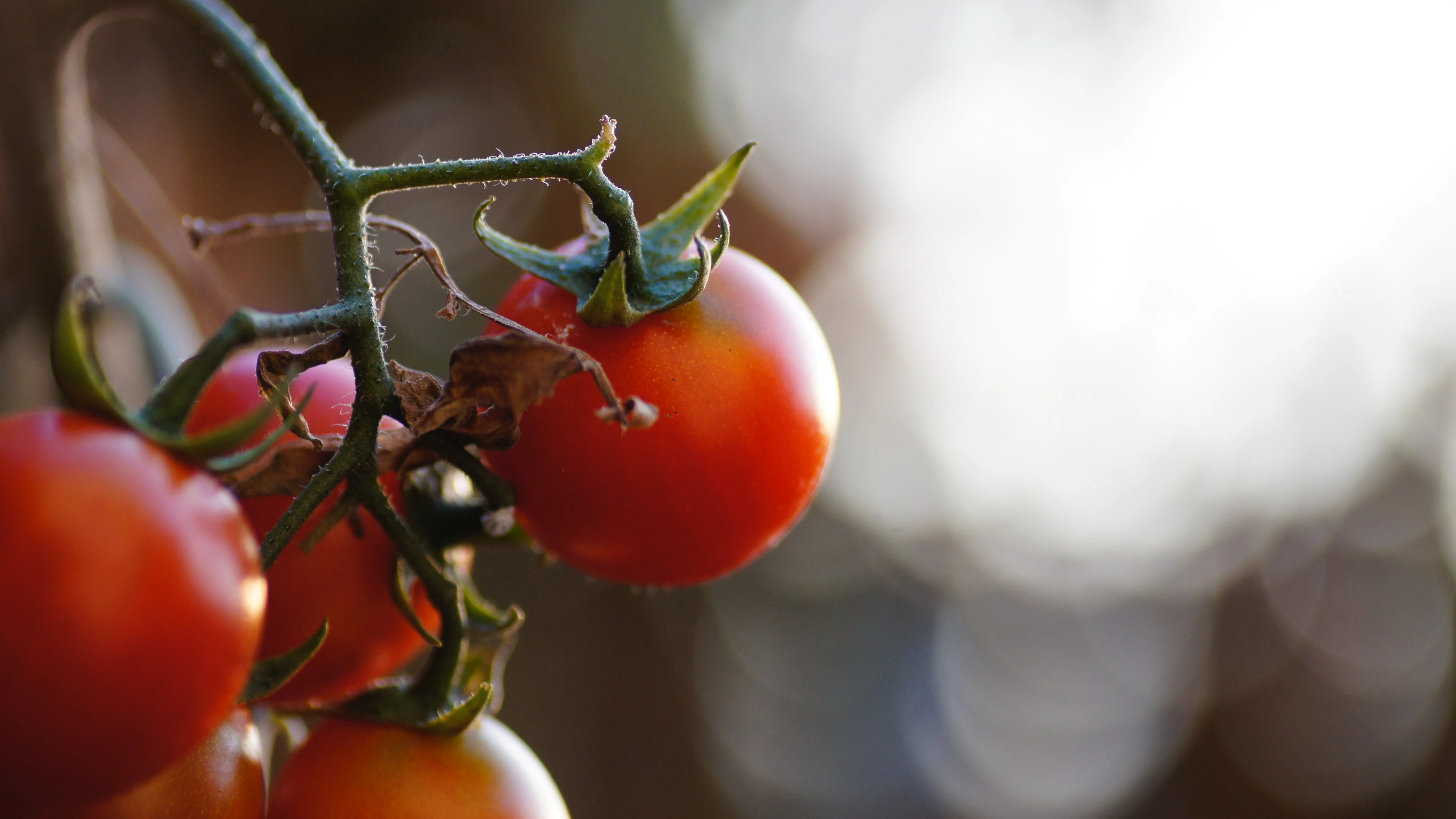 Cuándo plantar tomates