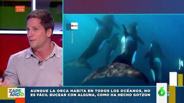 La impresionante experiencia de Gotzon Mantuliz buceando con orcas: "Vimos cómo cazaban un cachalote"