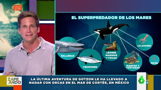 Superdepredadoras, matriarcales y capaces de matar por amor: así son las orcas, los animales más inteligentes del mar Superdepredadoras, matriarcales y capaces de matar por amor: así son las orcas, los animales más inteligentes del mar