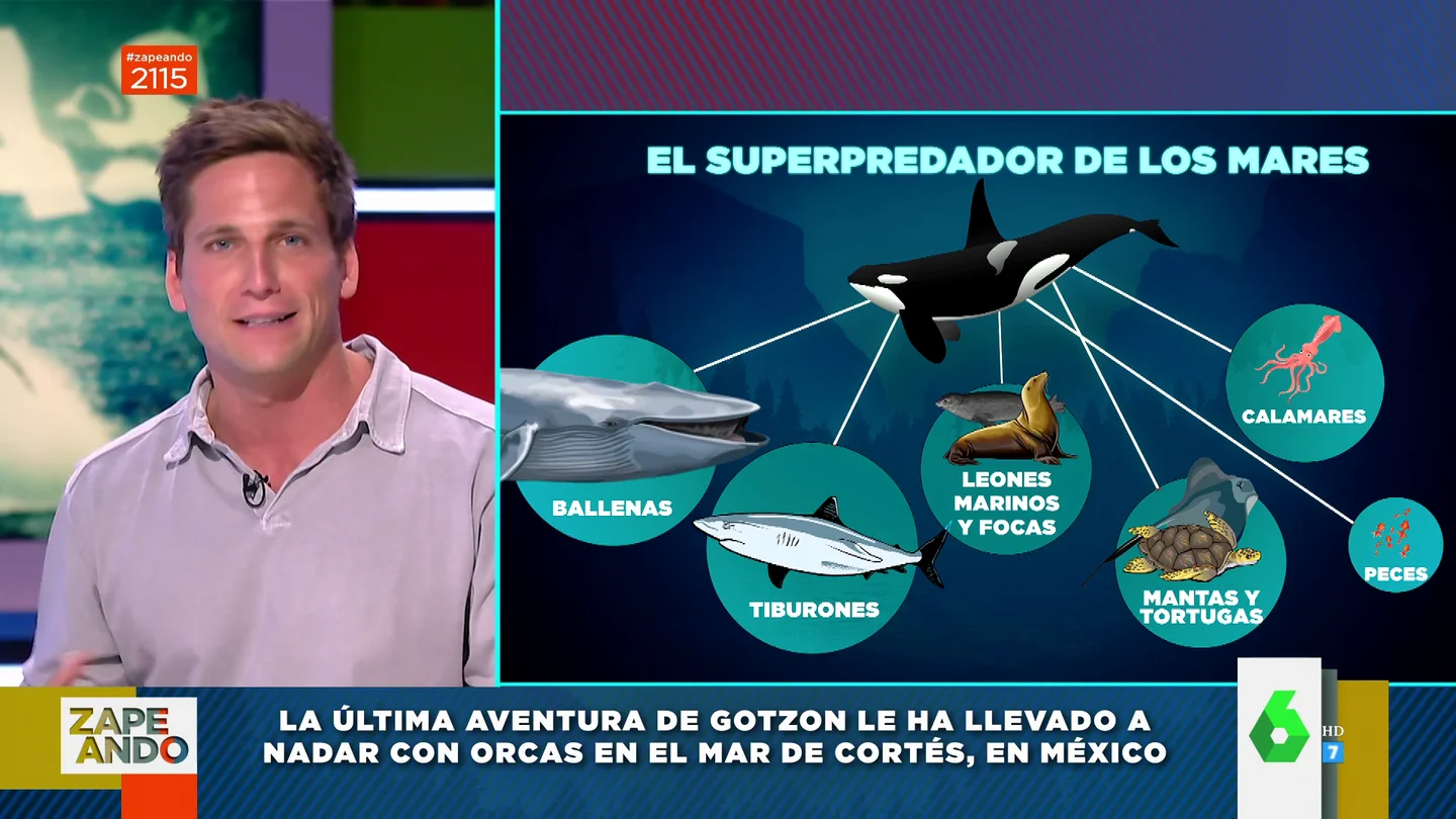 Superdepredadoras, matriarcales y capaces de matar por amor: así son las orcas, los animales más inteligentes del mar Superdepredadoras, matriarcales y capaces de matar por amor: así son las orcas, los animales más inteligentes del mar