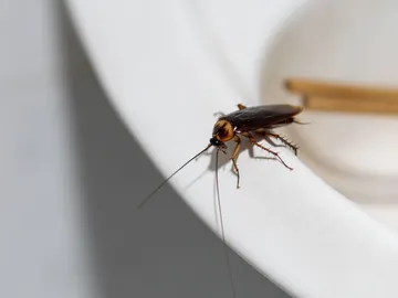 Cucaracha Cucaracha