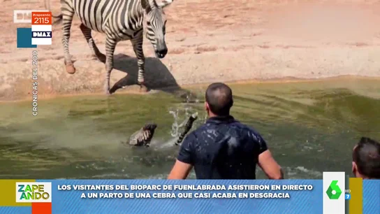 zoo zoo