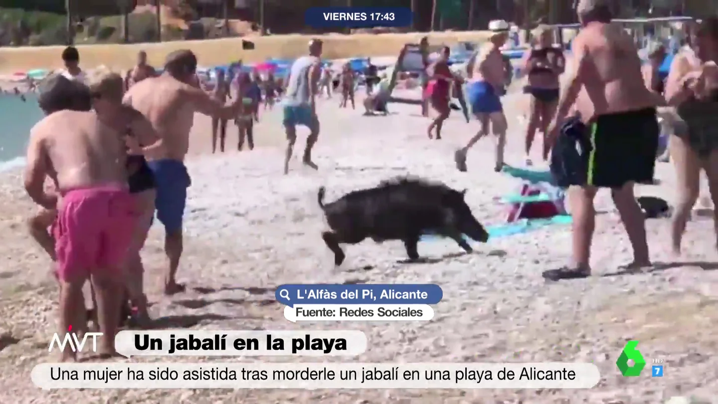 Jabalí en la playa Jabalí en la playa