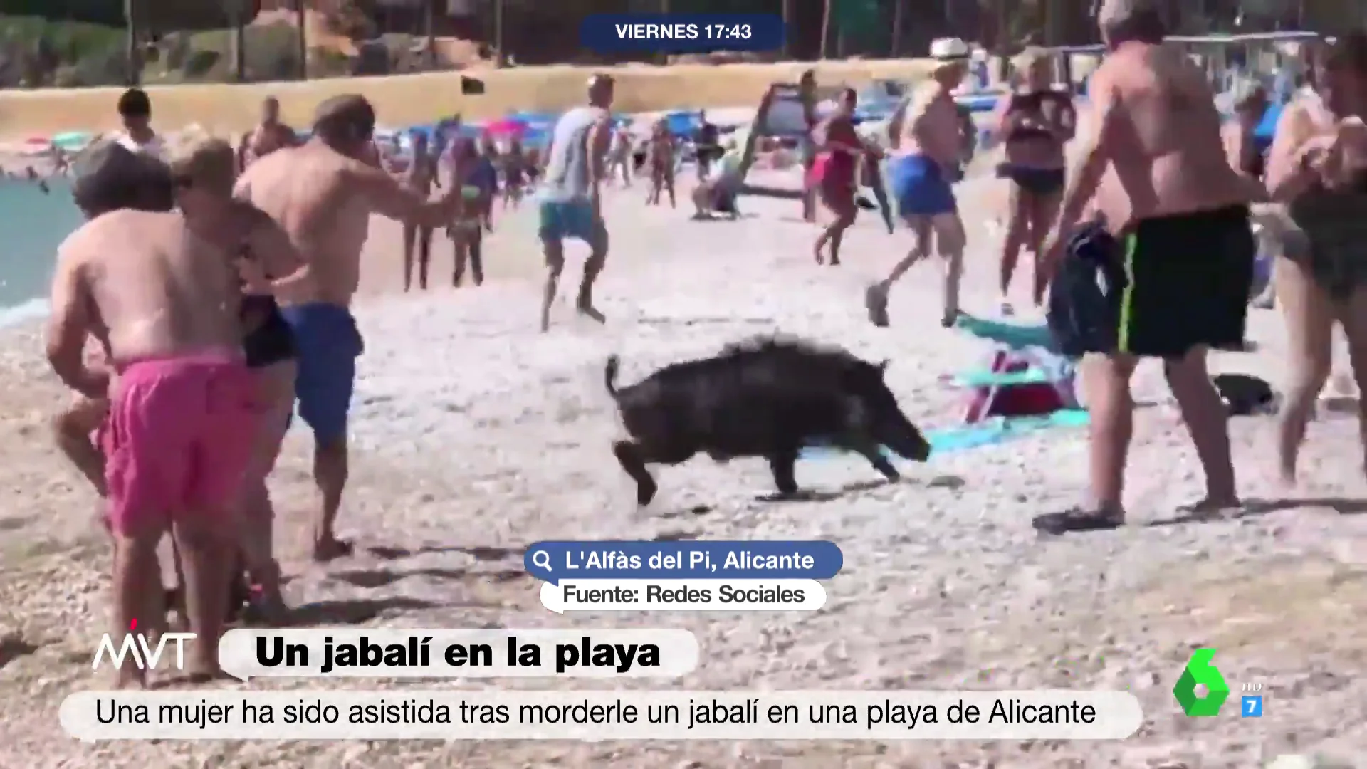 Jabalí en la playa 