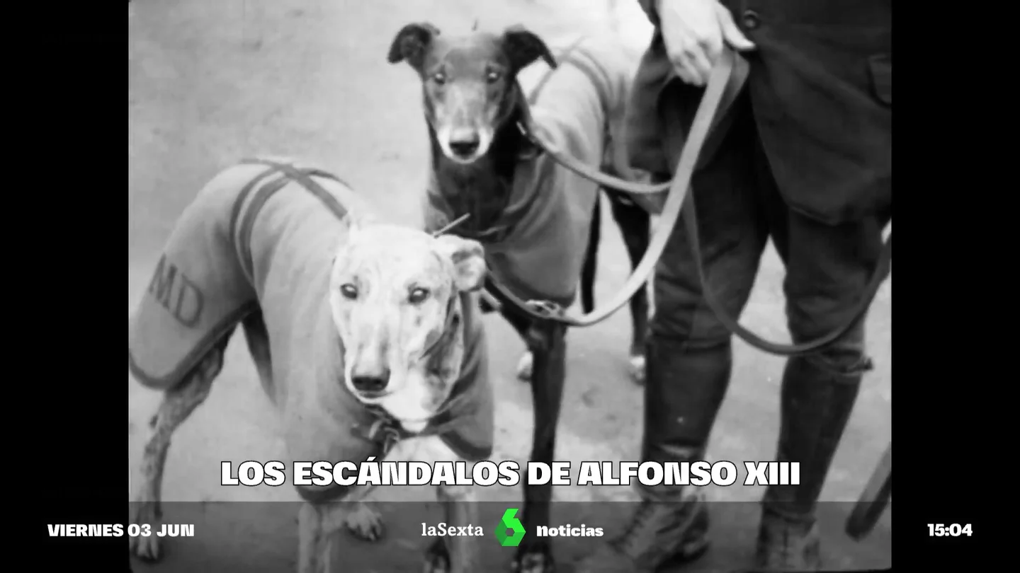 Imagen de archivo de galgos Imagen de archivo de galgos