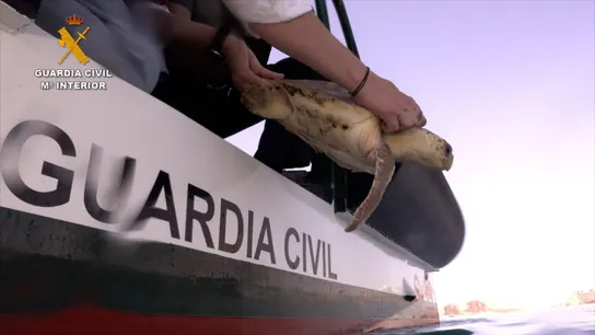 Suelta de tortuga boba Suelta de tortuga boba