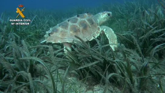 Tortuga boba Tortuga boba