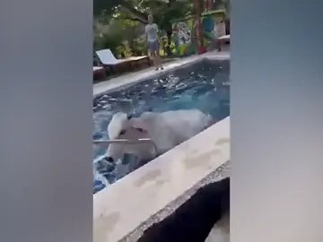 Dos vacas se escapan de una granja y se bañan en la piscina de un hotel en Costa Rica Dos vacas se escapan de una granja y se bañan en la piscina de un hotel en Costa Rica