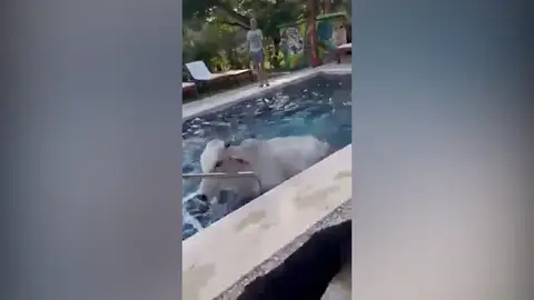 Dos vacas se escapan de una granja y se bañan en la piscina de un hotel en Costa Rica Dos vacas se escapan de una granja y se bañan en la piscina de un hotel en Costa Rica