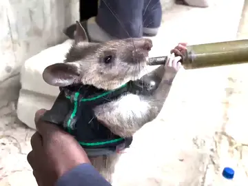 Ratas entrenadas para rescatar sobrevivientes en escombros del terremoto Ratas entrenadas para rescatar sobrevivientes en escombros del terremoto