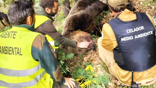 Brutal pelea de osos en la Montaña Palentina que acaba con un ejemplar muerto Oso pardo