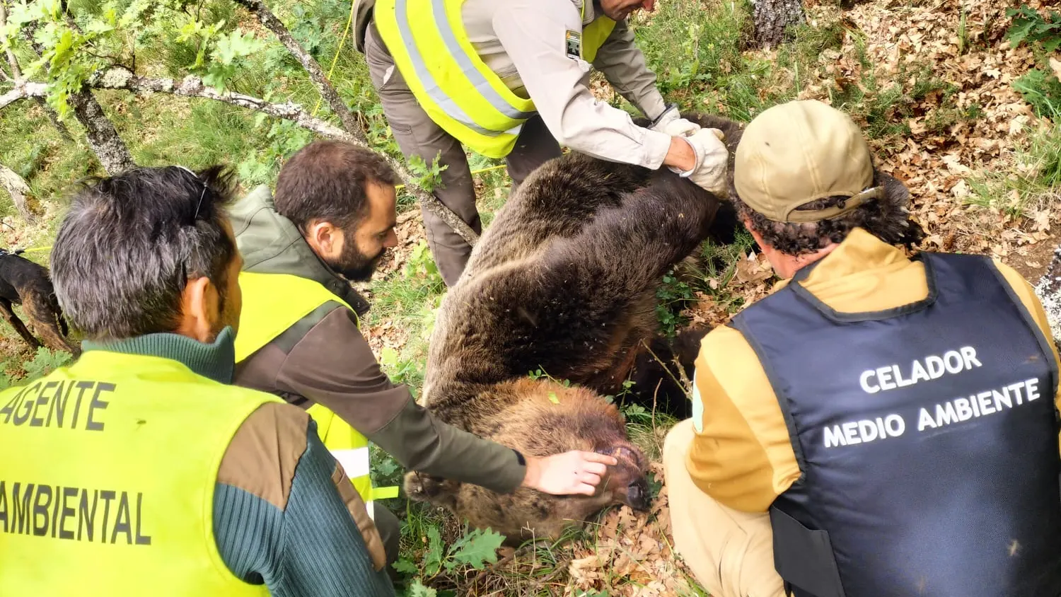 Oso pardo