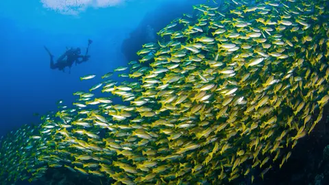 Buceo. Tailandia Buceo. Tailandia