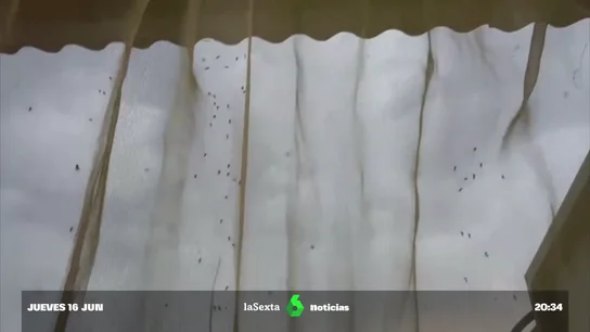 Una plaga de mosquitos atemoriza a Moncofa, Castellón: "No se puede salir a la calle" Una plaga de mosquitos atemoriza a Moncofa, Castellón: "No se puede salir a la calle"