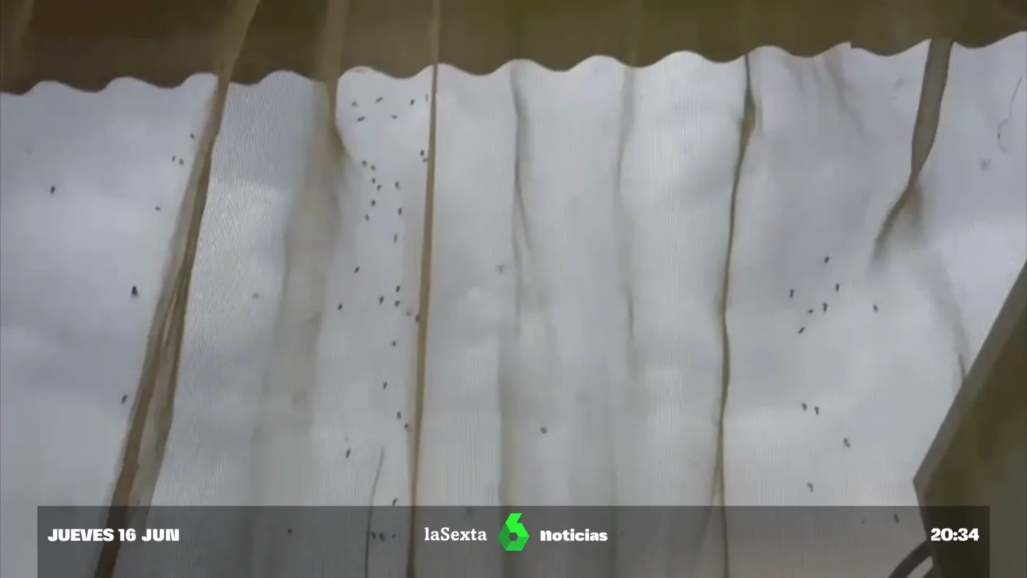 Una plaga de mosquitos atemoriza a Moncofa, Castellón: "No se puede salir a la calle" Una plaga de mosquitos atemoriza a Moncofa, Castellón: "No se puede salir a la calle"