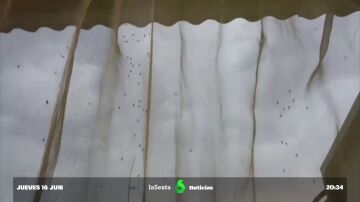 Una plaga de mosquitos atemoriza a Moncofa, Castellón: "No se puede salir a la calle"